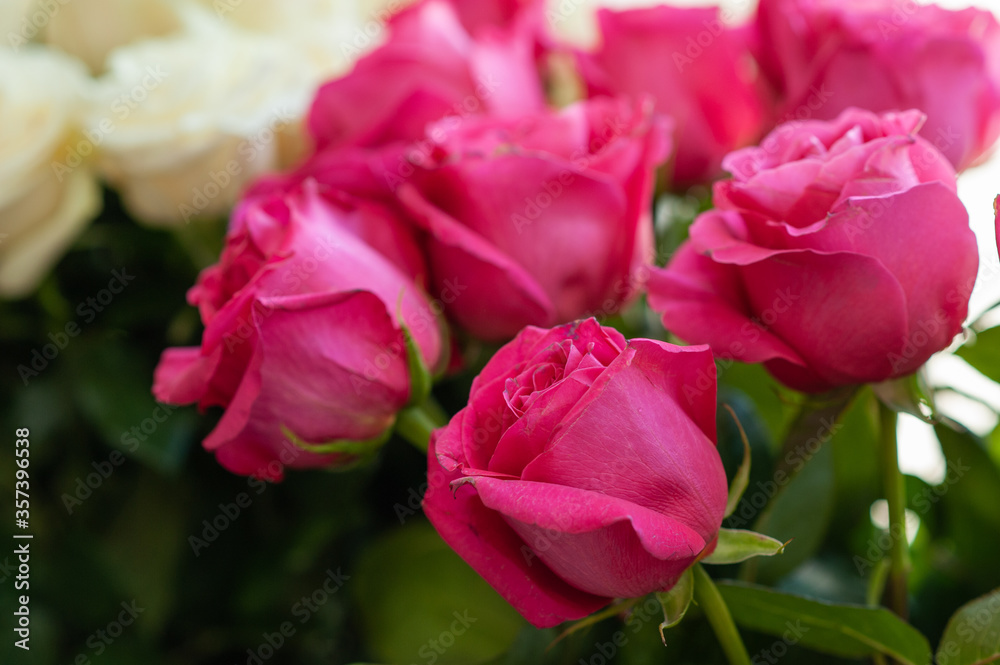 Fresh pink roses. Macro photo. Selective focus. White and pink roses. Fresh pink roses. Macro photo. Selective focus. White and pink roses.