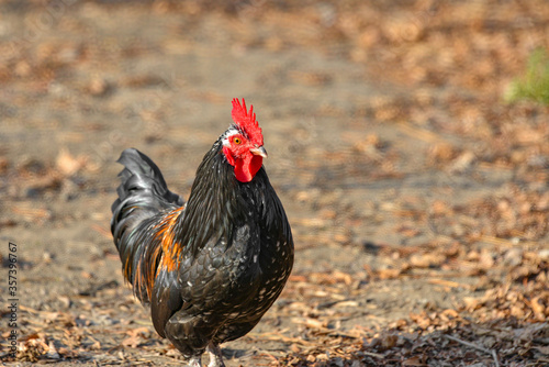 A rooster walks around the ranch and inspects its possessions.