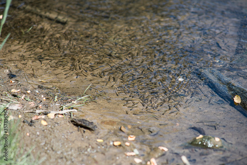 A shoal of young fish on the river bank in summer.