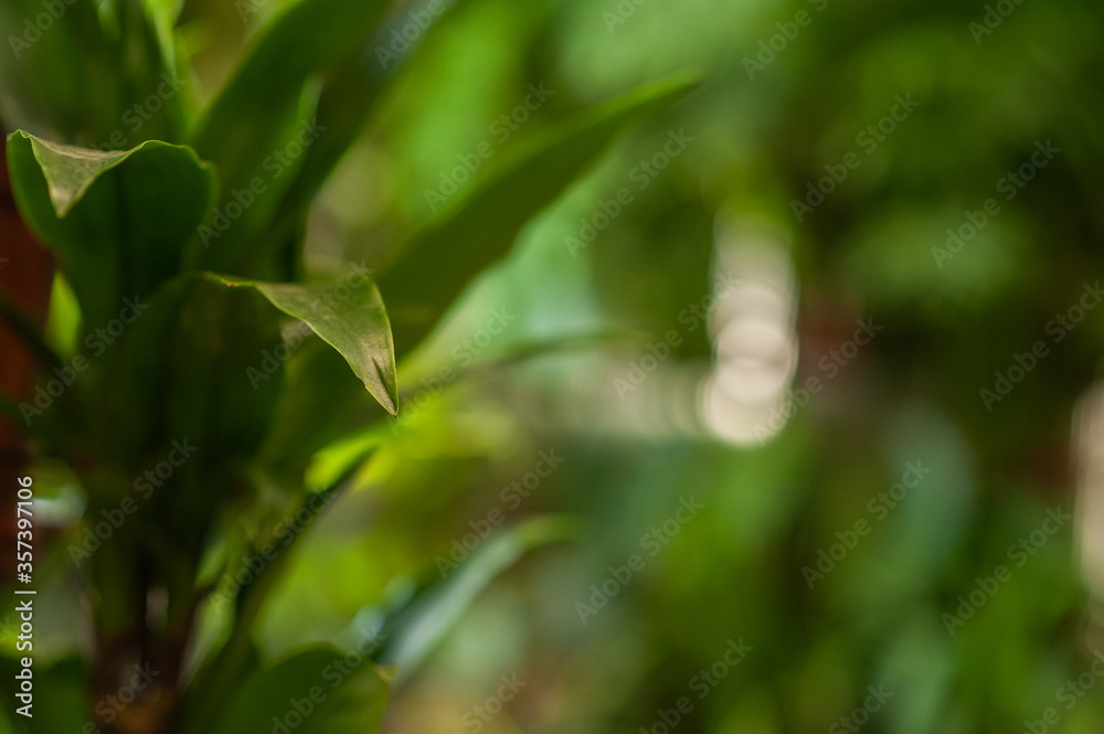 Potted plant. Flower business. Selective focus. Potted plant. Flower business. Selective focus.
