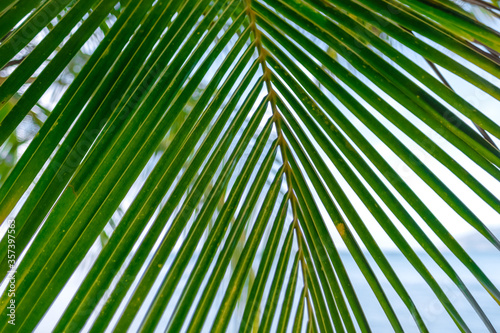 Green palm leaf on the seashore, close-up.