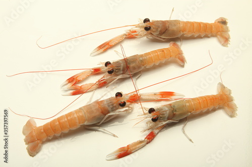 Cigalas, Escamarlàns, Nephrops norvegicus