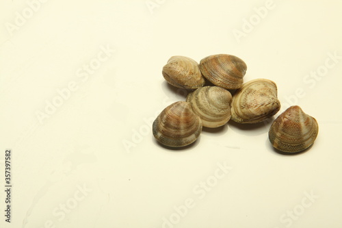 Wallpaper Mural Almejas , cloïses Torontodigital.ca