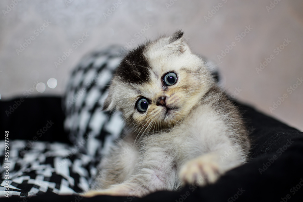 Shotlanske is a Sislow kitten. Cute cat look. Scottish fold.