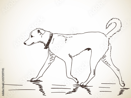 dog