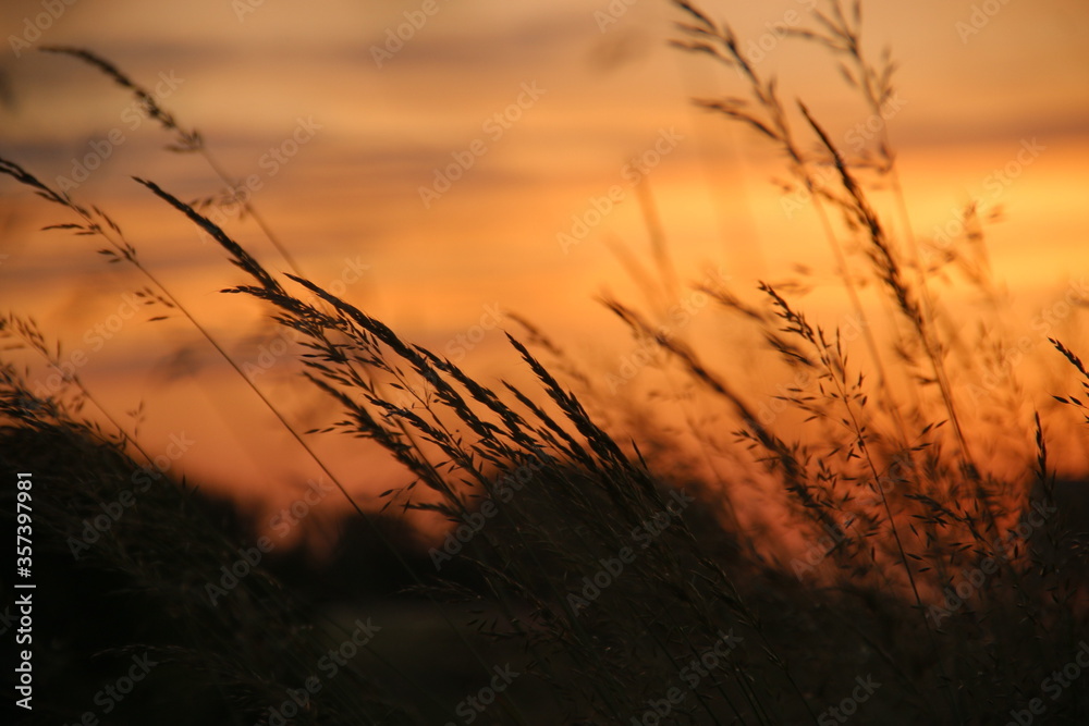 Obraz premium sunset in the grass