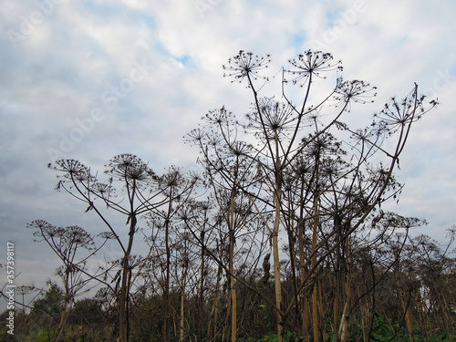 Thickets of Hogweed or Heracleum sosnowskyi, a plant causing irritation and skin burns after touching photo