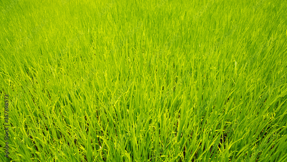 Rice Field,Thailand