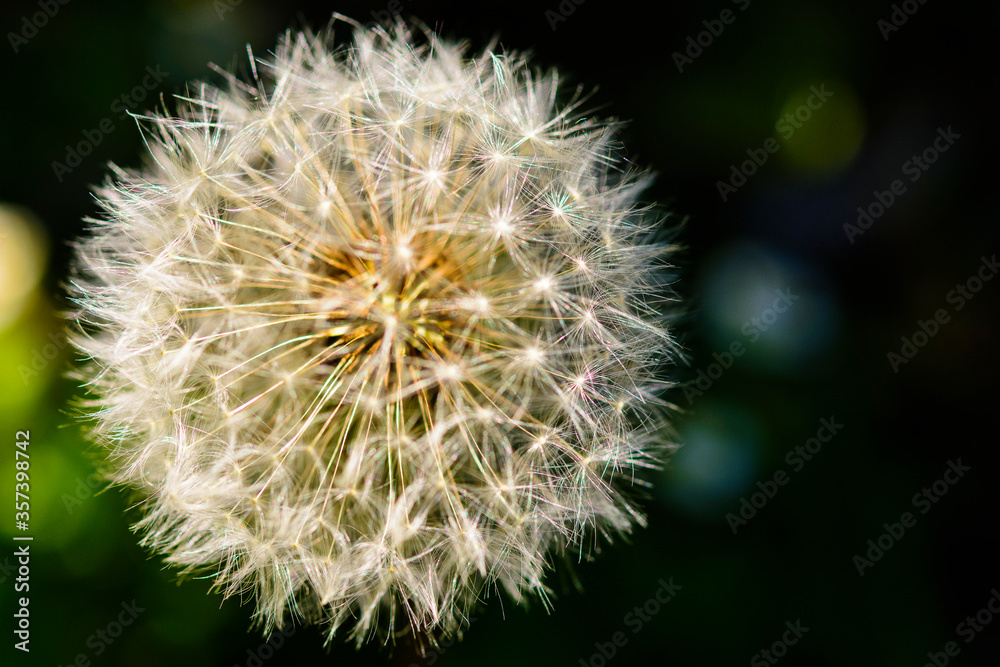 Fototapeta premium Frühling, Blüten, Löwenzahn