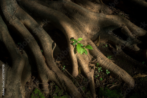 Old Tree Roots,Northern Thailand