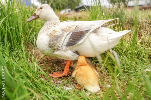 duck on the grass