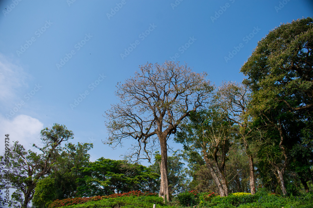 Fototapeta premium trees and sky