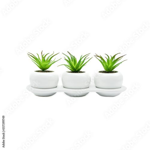 Close up of three small white porcelain flower bowls with green plants  isolated on white background