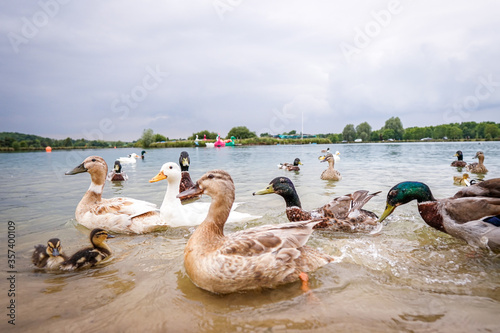 ducks on the lake