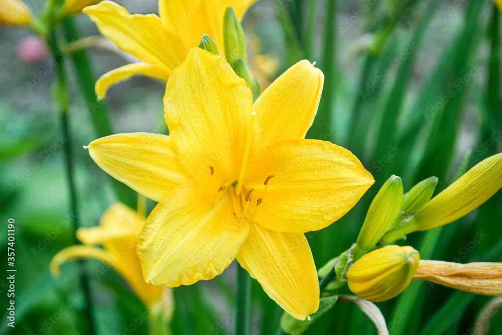 daylily yellow flower close-up.background daylily yellow flower close-up.background