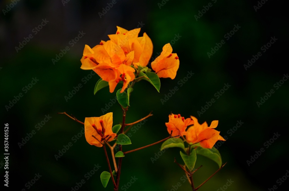 Bougainvillaea, California Gold. One of the top-performing Yellow Bougainvillea varieties, it is a free-flowering, vigorous. It is a genus of thorny ornamental vines, bushes, or trees