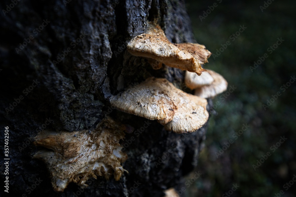mushroom on tree trunk