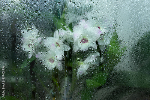 Beautiful white and pink Dendrobium Orchid flowers behind wet glass with streaks, close-up, selective focus. © Yelena Belodedova