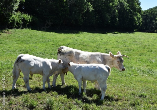 auf der Weide