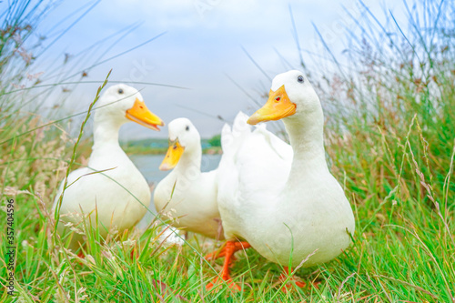 ducks on the grass