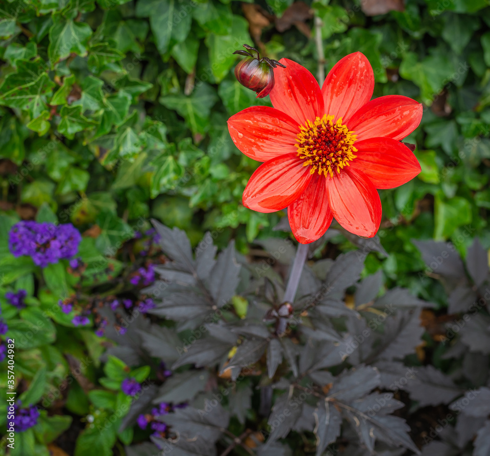 single flower of Red Dahlia Bishop of Auckland (Dahlia Pooh) Flower on a sunny Day. single flower of Red Dahlia Bishop of Auckland (Dahlia Pooh) Flower on a sunny Day.