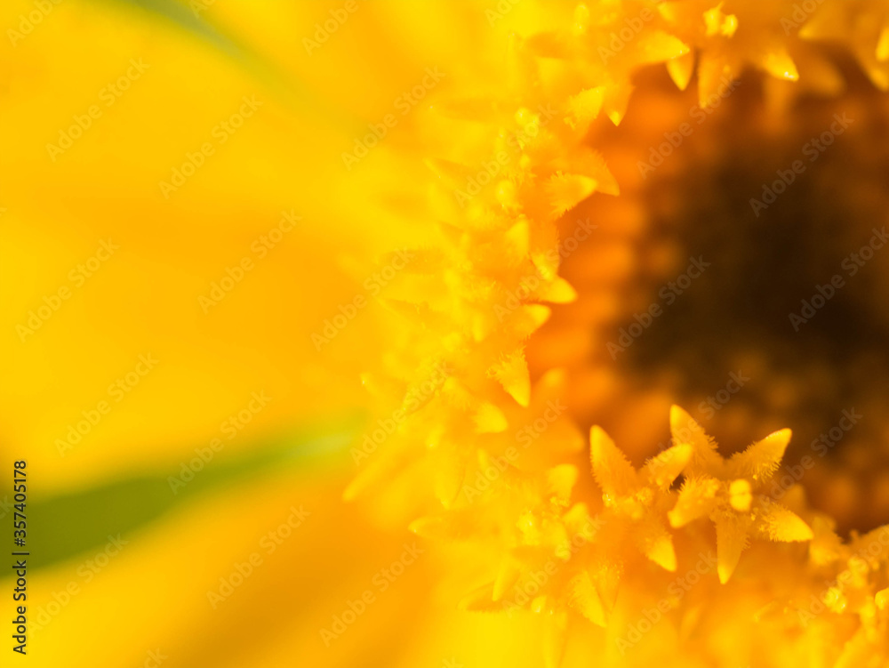 Macro shot of Field Marigold (Calendula) Flower. Macro shot of Field Marigold (Calendula) Flower.