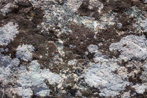 Wallpaper Mural Moss on a rock. Nature. Ecosystem. Background. Torontodigital.ca