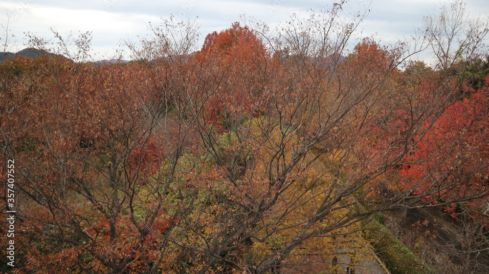 red autumn forest