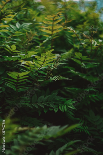Fototapeta Naklejka Na Ścianę i Meble -  green fern leaves