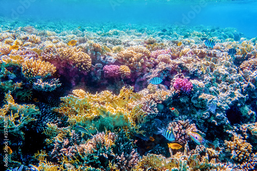 Beautifiul underwater colorful coral reefs
