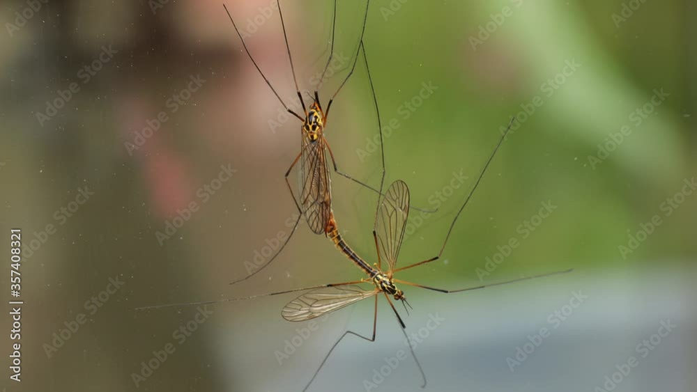 Couple of tipula insects mating on glass surface attached together, macro close up still shot Couple of tipula insects mating on glass surface attached together, macro close up still shot