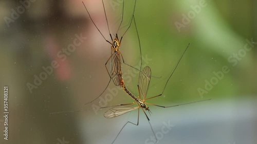 Couple of tipula insects mating on glass surface attached together, macro close up still shot photo