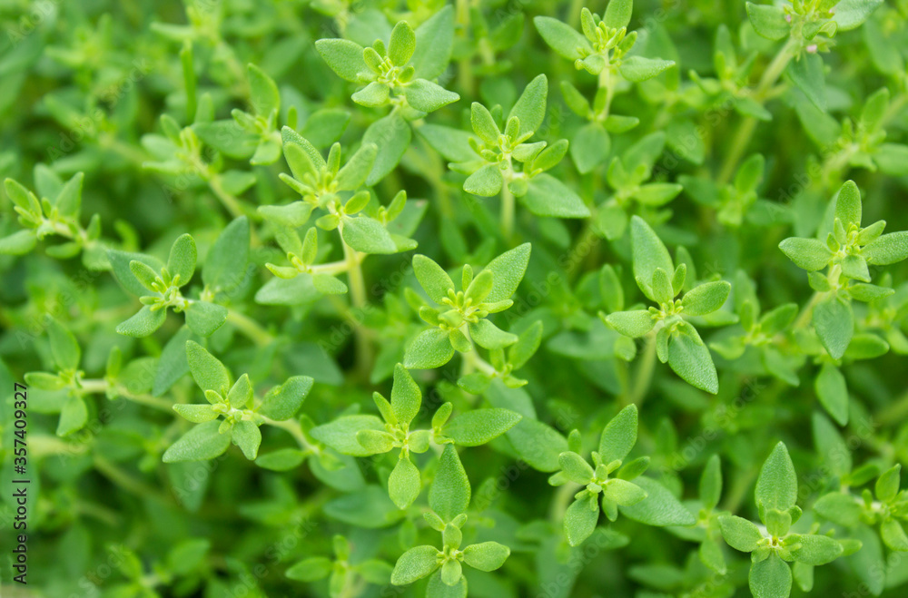Thyme strings. Fresh green thyme plant growing in a herb garden. Breckland, Thymus serpyllum, Thymus vulgaris, Common Thyme, Whole thyme. Herbs for cooking. Selective focus, closeup. Thyme strings. Fresh green thyme plant growing in a herb garden. Breckland, Thymus serpyllum, Thymus vulgaris, Common Thyme, Whole thyme. Herbs for cooking. Selective focus, closeup.