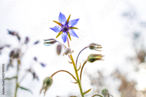 blue flower