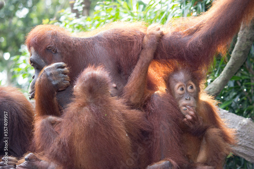 An orangutan family © Anandh