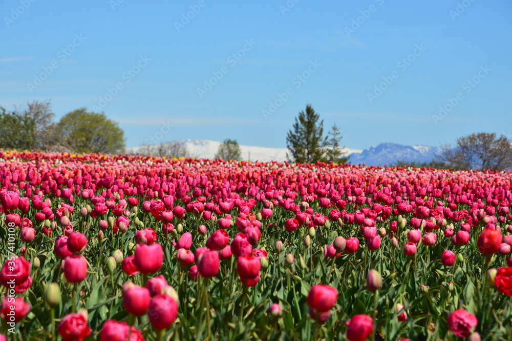 Champs de tulipes en plein coeur des Alpes de Haute Provence. 