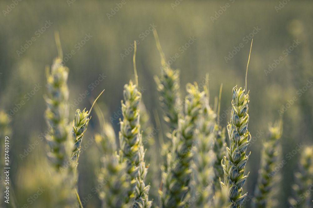 Fototapeta premium Weizen Cerealien