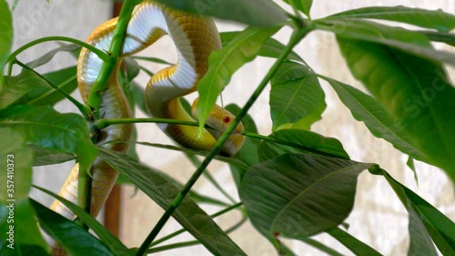 A photo of a green and white snake in the branches of a plant