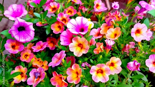 A photo of multicolored flowers in a bush in a garden