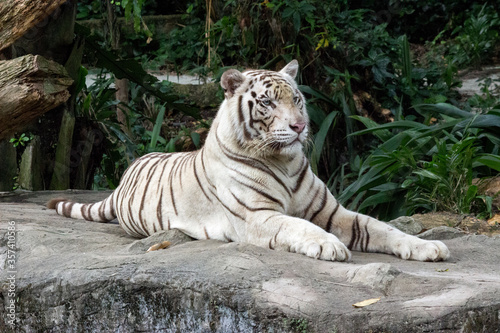 Fototapeta Naklejka Na Ścianę i Meble -  White Tiger