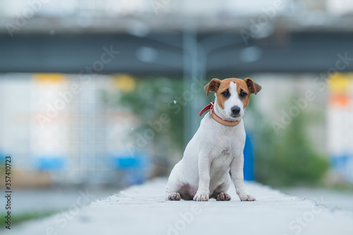 Fototapeta Naklejka Na Ścianę i Meble -  A frightened frightened puppy sits alone on a parapet. A sad little dog got lost on a street in the city. Funny Jack Russell Terrier lonely outdoors.