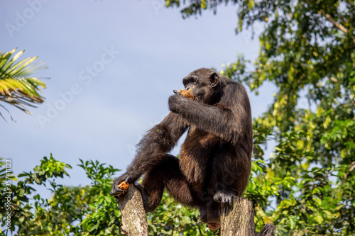 Curious chimp Fototapeta