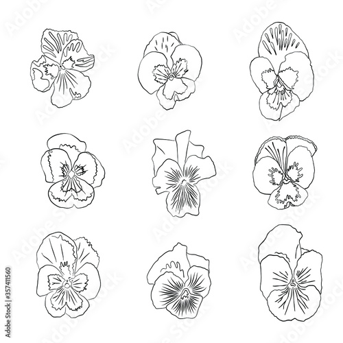 Set of pansies flowers. Pansy flower vector. Hand drawn outline vector black and white sketch illustration isolated on white background.
