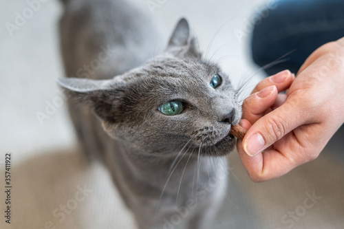 Foto Hungry Russian blue cat gets a treats