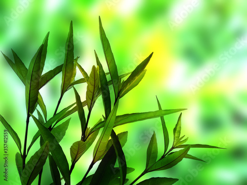 Fototapeta Naklejka Na Ścianę i Meble -  Green leaf background. Beautiful and fresh background. Green plant on blur background.