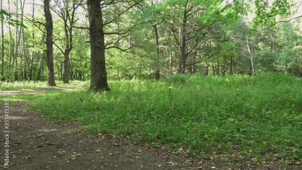 Sun shining through branches of trees with freshly grown leaves in spring park. Forest landscape with green grass. Natural lighting Sun shining through branches of trees with freshly grown leaves in spring park. Forest landscape with green grass. Natural lighting