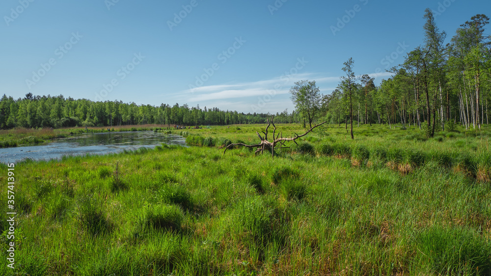 Rural landscape with flood waters, marsh meadow grass, swamp hummock with convex grass