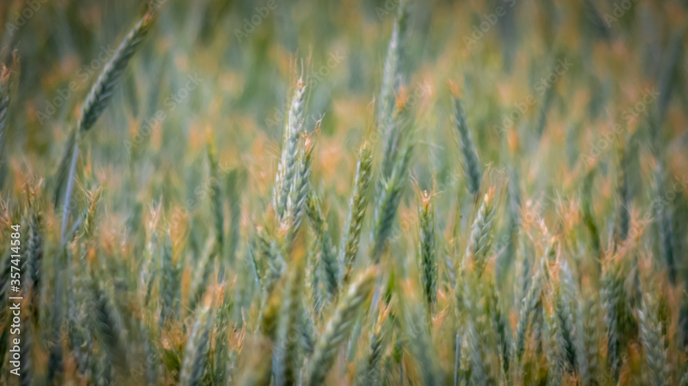 Kornfeld Makro Kornfeld Makro
