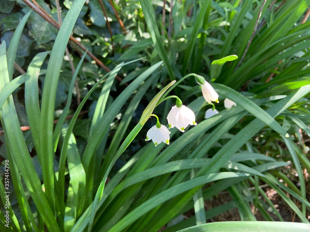 Obraz premium blooming spring knot flower