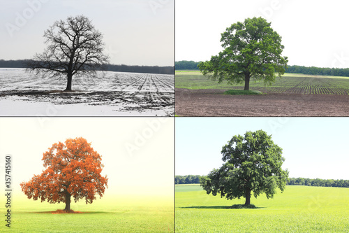 Abstract image of lonely tree in winter without leaves on snow, tree in spring on grass, tree in summer on grass with green foliage and autumn tree as symbol of four seasons